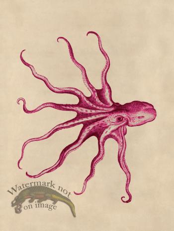 Octopus Pink 29